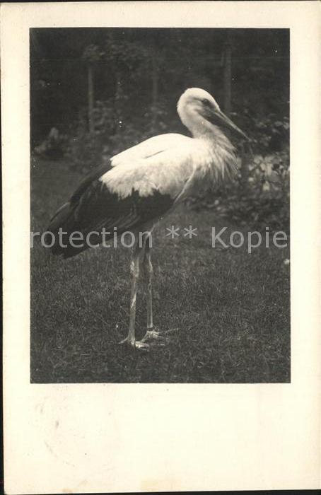Storch