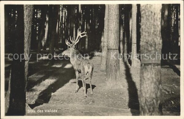 Hirsch Wald Bäume