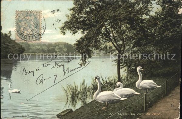 Schwan Lyon