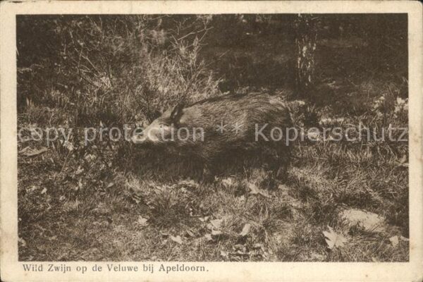 Schweine Wildschwein Veluwe Apeldoorn