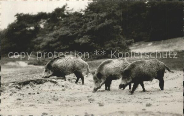 Schweine Wildschweine