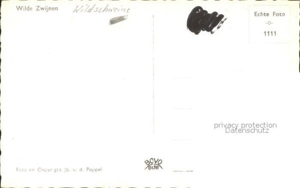 Schweine Wildschweine – Bild 2