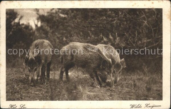 Schweine Wildschweine Het Loo