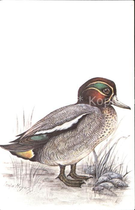 Enten Künstlerkarte Sonja Meyer
