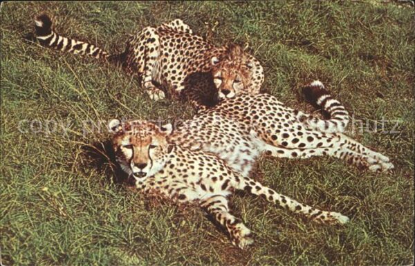 Tiere Gepard Cheetah African Veld Busch Garde