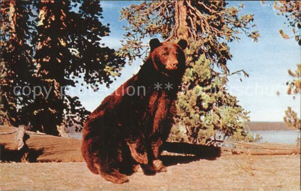 Baeren Black Bear