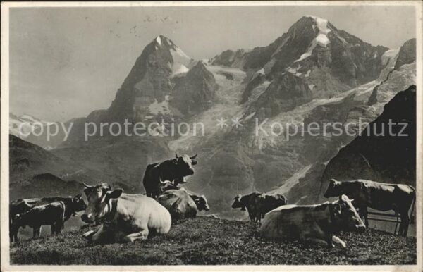 Kuehe Berge Photoglob-Wehrli Nr. 7690