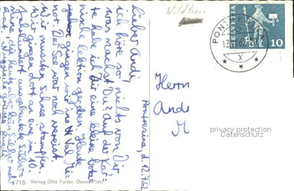 Gemse Eier Nest – Bild 2
