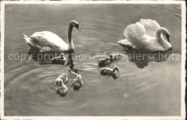 Schwan Hilterfingen Thunersee