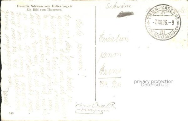 Schwan Hilterfingen Thunersee – Bild 2