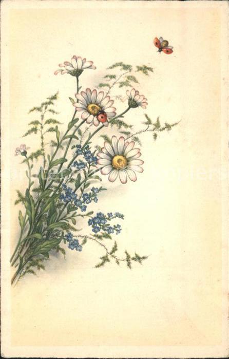 Maikaefer Cockchafer Hanneton Blumen