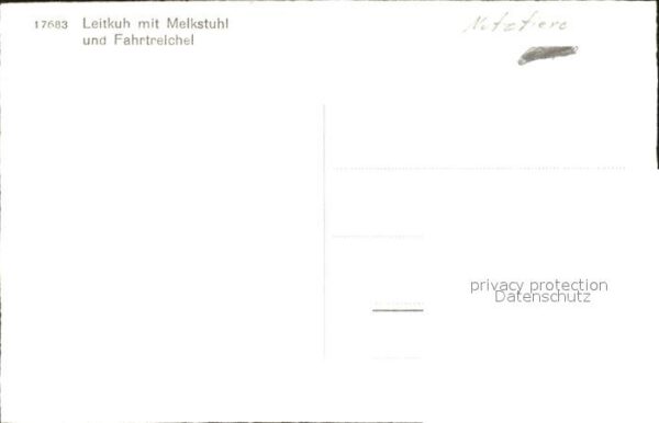 Kuehe Leitkuh Fahrtreichel Melkstuhl – Bild 2