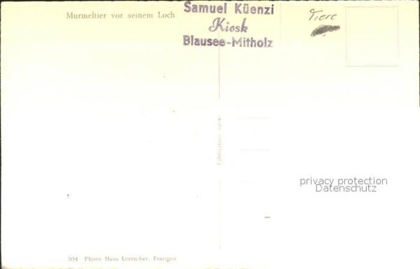 Murmeltier – Bild 2
