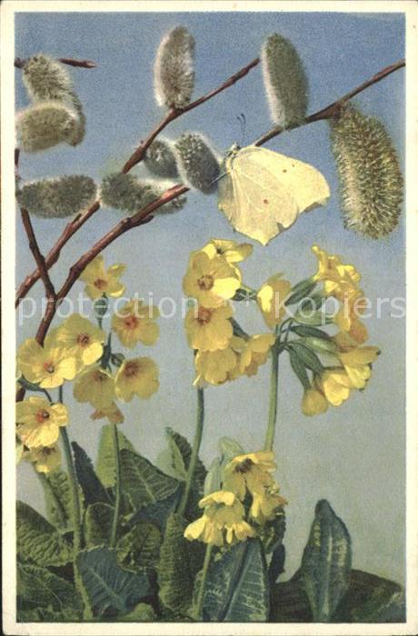 Schmetterlinge Blumen