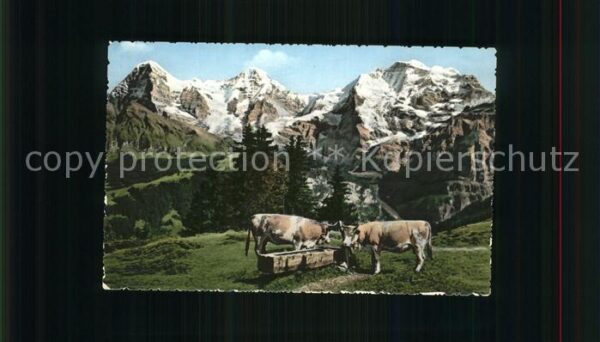 Kuehe Wengernalp Eiger Mönch Jungfrau