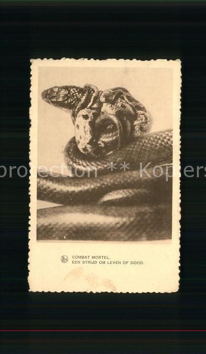 Schlangen Tiere Combat Mortel Chocolat Martougin Werbun