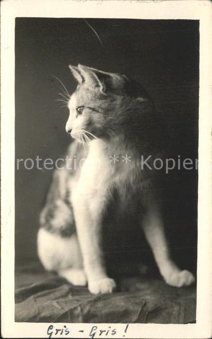 Katzen