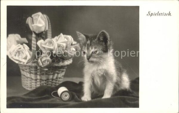 Katzen Fadenrolle Rosen