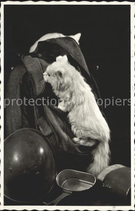 Katzen