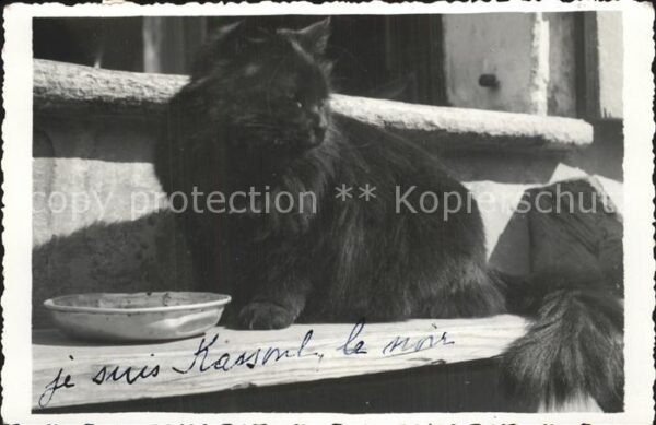 Katzen