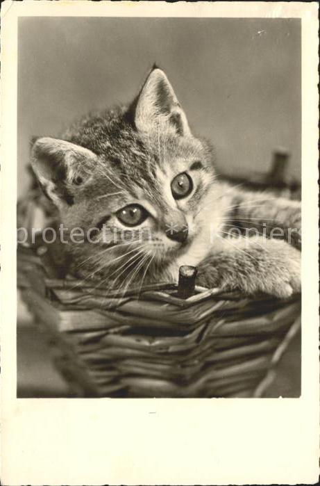 Katzen