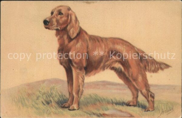 Hunde Golden Retriever Künstlerkarte