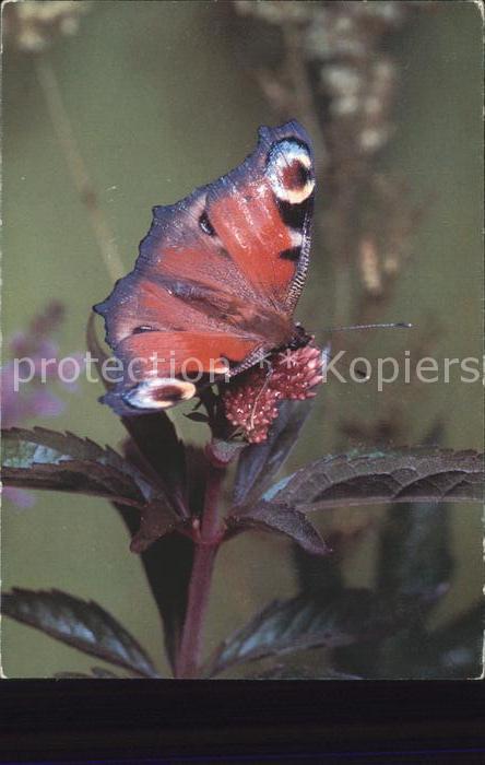 Schmetterlinge Tagpfauenauge