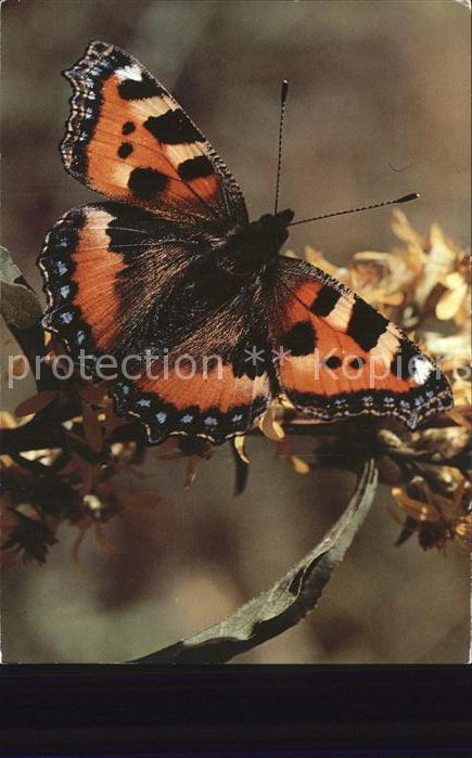 Schmetterlinge Kleiner Fuchs Aglais urticae