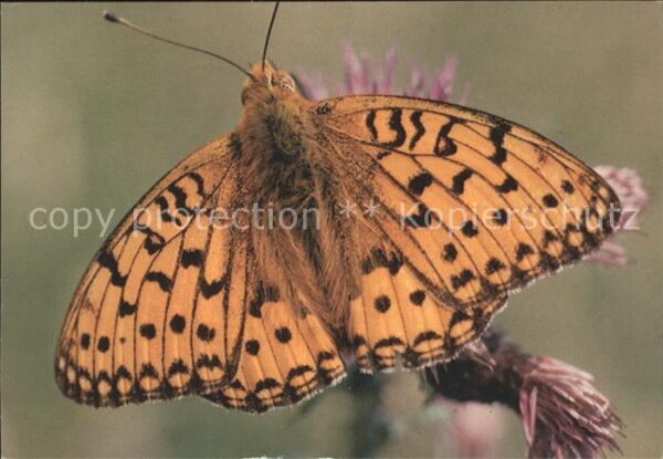 Schmetterlinge Papillon Tabac d_Espagne