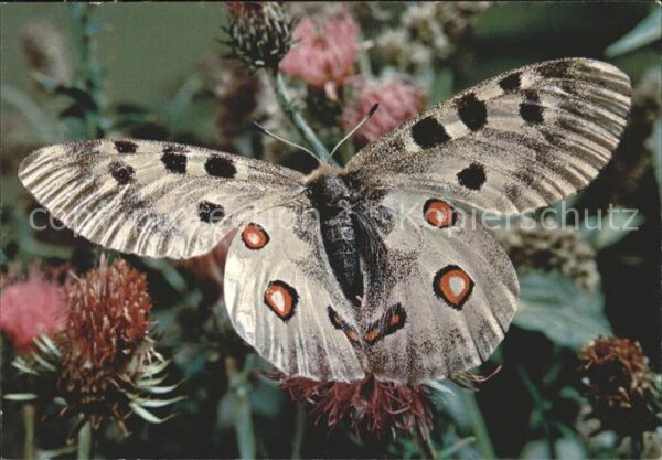Schmetterlinge Papillon Apollon