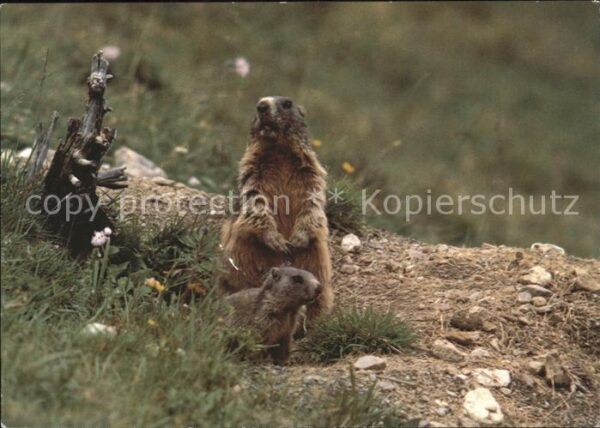 Murmeltier Marmottes