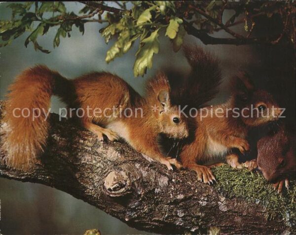 Eichhoernchen Squirrels Ecureuils
