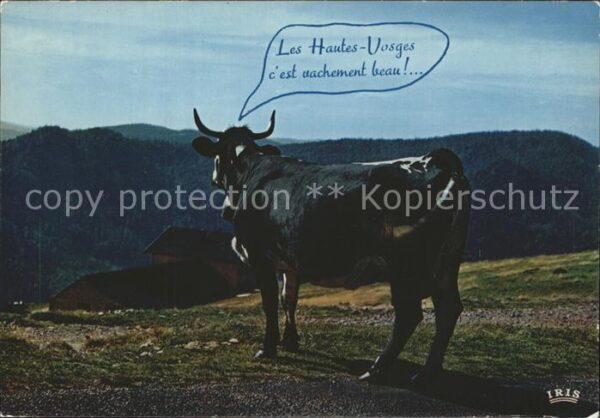 Kuehe Hautes-Vosges