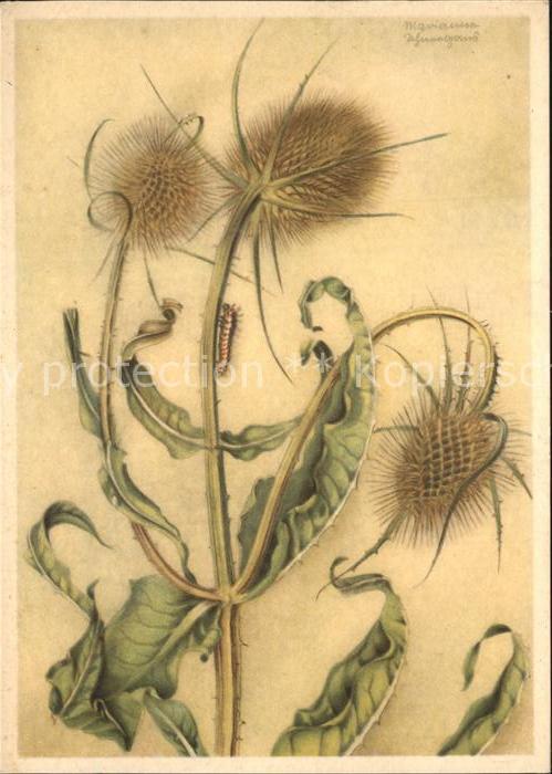 Blumen Kardendistel Künstlerkarte Marianne Sch