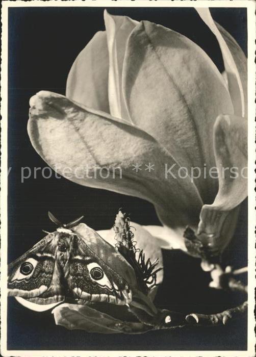 Schmetterlinge Nachtpfauenauge Magnolienblüte