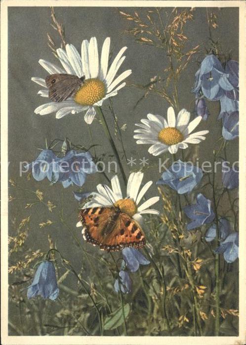 Schmetterlinge Wiesenblumen