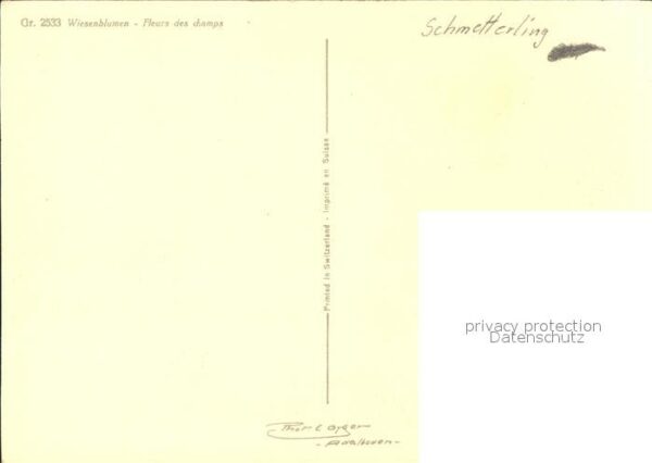 Schmetterlinge Wiesenblumen – Bild 2