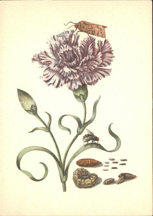 Kuenstlerkarte Maria Sibylla Merian Raupenfliege Blume