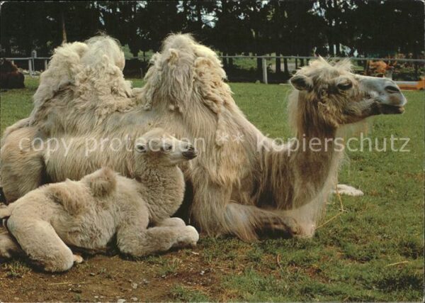 Kamel  Camel Chameau Zoologischer Garten Zürich