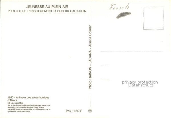 Froesche Rainette – Bild 2