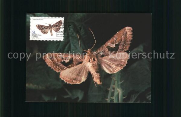 Schmetterlinge Insectos dos Acores