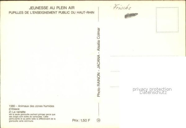 Froesche Rainette – Bild 2