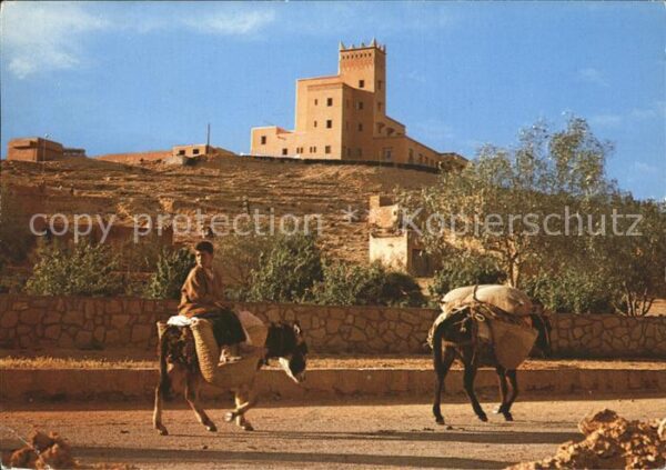 Esel Tiere Tinghir Grand Hotel du Sud