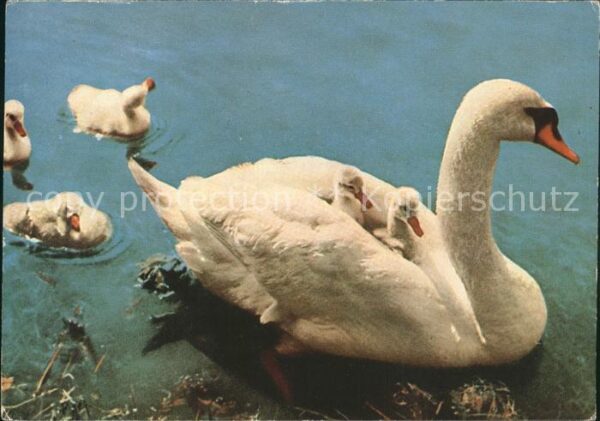 Schwan Schwanenfamilie