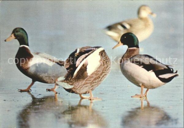 Enten Canard Colvert
