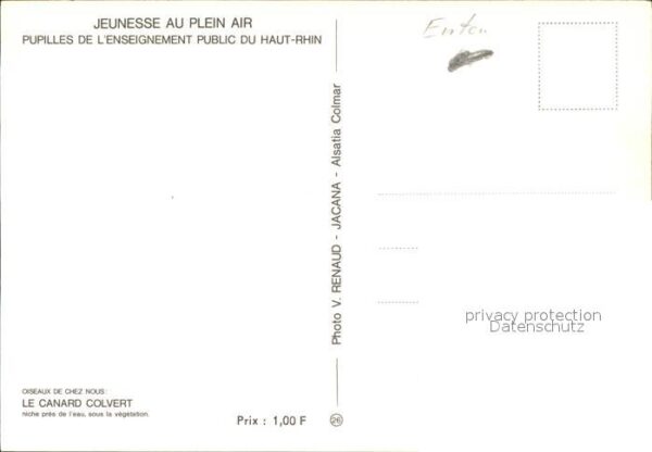 Enten Canard Colvert – Bild 2