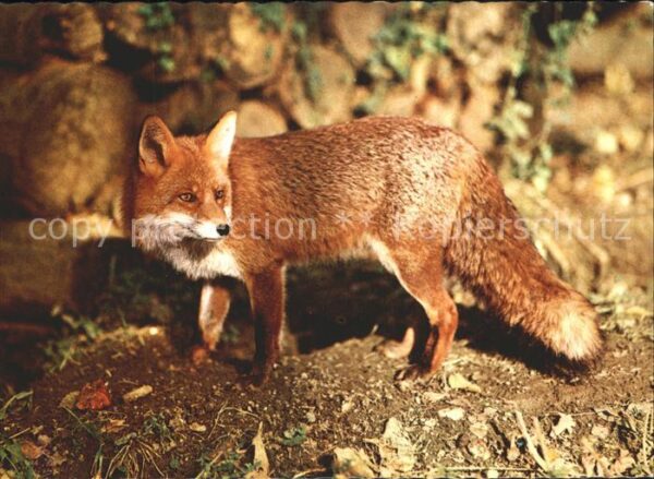 Fuchs Tiere