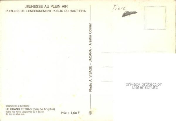 Auerhahn Grand Tetras – Bild 2