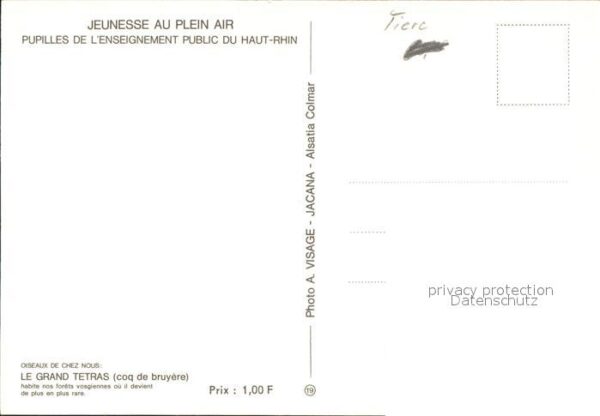 Auerhahn Grand Tetras – Bild 2