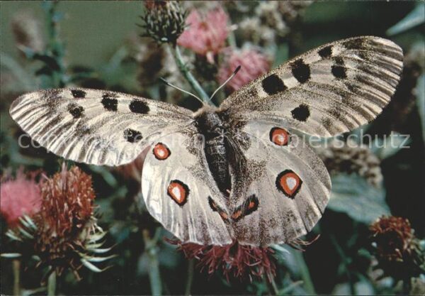 Schmetterlinge Papillon Apollon